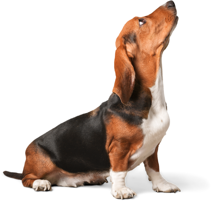 Basset Hound Dog 